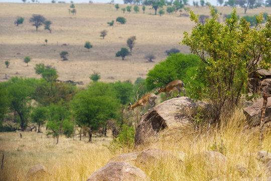 Pair of klipspringer of Oreotragus oreotragus about to leap off top of large bolder or rock in Serengeti National Park.