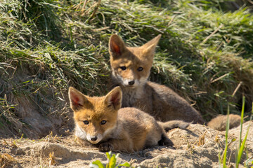 Fototapeta premium Red fox cub/cubs in nature on a sunny spring day