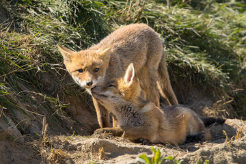 Fototapeta premium Red fox cub/cubs in nature on a sunny spring day