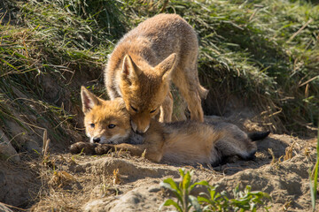 Fototapeta premium Red fox cub/cubs in nature on a sunny spring day