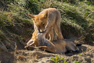 Fototapeta premium Red fox cub/cubs in nature on a sunny spring day