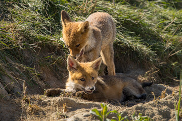 Fototapeta premium Red fox cub/cubs in nature on a sunny spring day