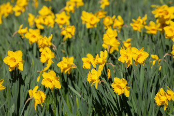 Fototapeta premium Gelbe Narzissen, Narzissenblüte (Narcissus Pseudonarcissus), Deutschland