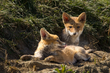 Fototapeta premium Red fox cub/cubs in nature on a sunny spring day