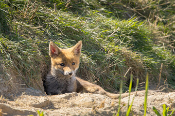 Fototapeta premium Red fox cub/cubs in nature on a sunny spring day