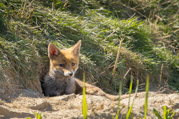 Fototapeta premium Red fox cub/cubs in nature on a sunny spring day