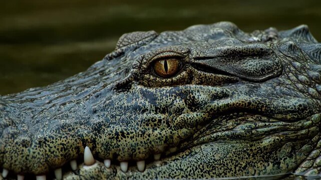 Extreme close up of a crocodile eye and textured skin