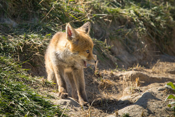 Fototapeta premium Red fox cub/cubs in nature on a sunny spring day