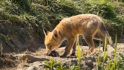 Obraz premium Red fox cub/cubs in nature on a sunny spring day