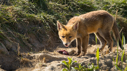 Fototapeta premium Red fox cub/cubs in nature on a sunny spring day