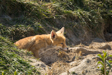 Fototapeta premium Red fox cub/cubs in nature on a sunny spring day