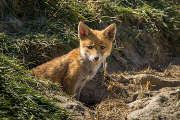 Fototapeta premium Red fox cub/cubs in nature on a sunny spring day
