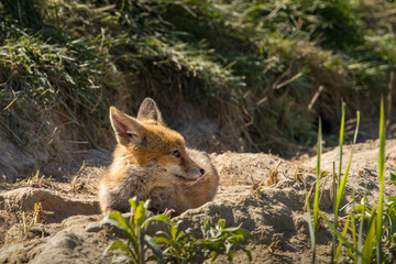 Fototapeta premium Red fox cub/cubs in nature on a sunny spring day