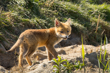 Fototapeta premium Red fox cub/cubs in nature on a sunny spring day