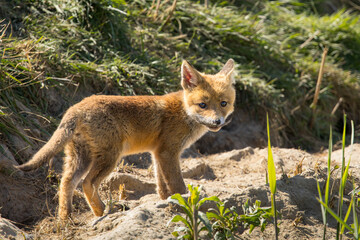 Fototapeta premium Red fox cub/cubs in nature on a sunny spring day