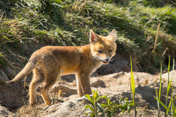 Fototapeta premium Red fox cub/cubs in nature on a sunny spring day