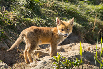 Fototapeta premium Red fox cub/cubs in nature on a sunny spring day