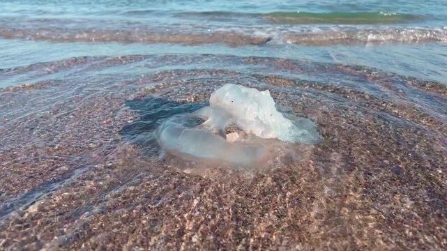 Close-up of death jelly fishes in shallow waters of sea coastline, slow motion. Sea waves wash deceased Barrel Jellyfish on sand seashore. Sea waves washed dead jellyfish on sandy beach. 
