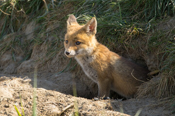 Obraz premium Red fox cub/cubs in nature on a sunny spring day