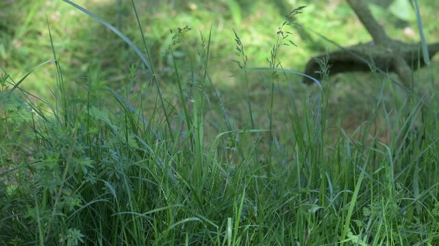 ANZIANO LAVORI NEL PRATO CON DECESPUGLIATORE