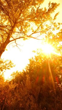 Summer solstice. Fairy nature, summer surreal landscape, soft blurred sunset light, back lit. Magical, majestic june nature. Atmospheric mood. Mystery nature	