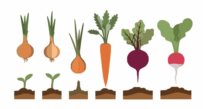 Cartoon garden vegetables vector collection growing onions carrots beets and radishes isolated on white