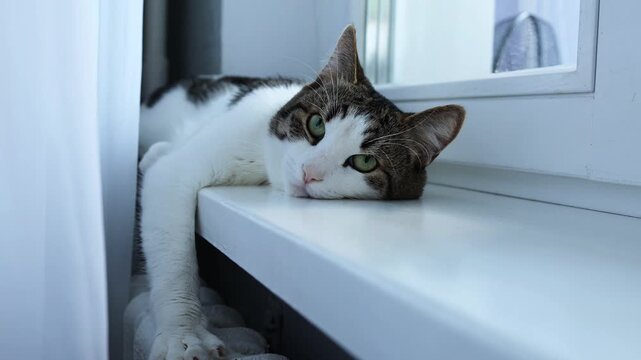 A white domestic cat with black spots lies near the window on the windowsill, close-up. a white and gray cat on the windowsill next to the radiator