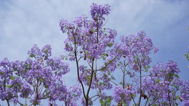 Jacaranda trees display vibrant purple flowers under a clear blue sky
