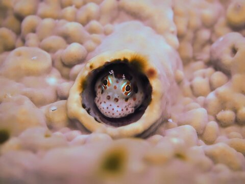 モンツキカエルウオ　Red-spotted blenny　Orange-spotted blenny　