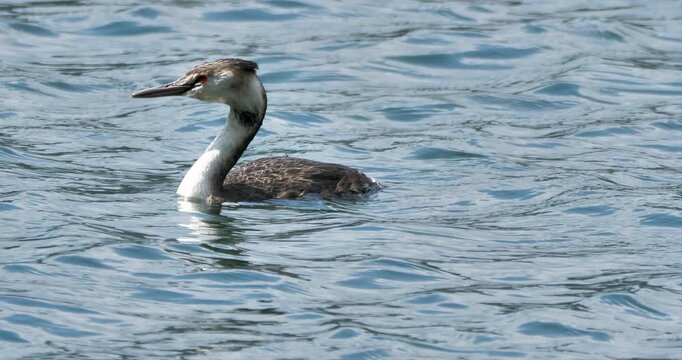 Great crested grebe on the lake