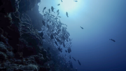 Large school of fish swimming near a coral reef wall in deep blue underwater lighting © HABI ANGGARA PUTRA