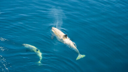 An aerial view of a whale and its calf swimming in deep blue ocean water, surfacing for air © HABI ANGGARA PUTRA