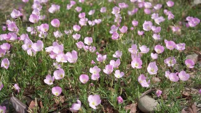 Pinkladies or Showy evening primrose (Oenothera speciosa) flowers. Onagraceae perennial plants native to North America. Pale pink flowers with yellow bases bloom in early summer.