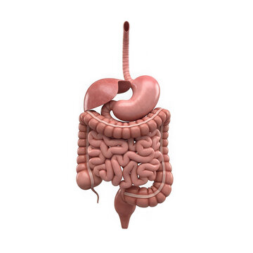 Human large intestine with small intestine
