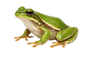 Obraz premium Green tree frog with large eyes and orange feet on png isolated transparent black background
