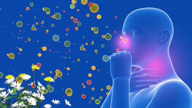 3D animation of a human figure highlighting the upper respiratory system (ENT). Alongside flowers, plants, and pollen that cause spring allergies. Transparent style.