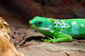 Fototapeta premium Green lizard with textured skin resting on rocky surface, showcasing vibrant colors and intricate details in a natural habitat setting