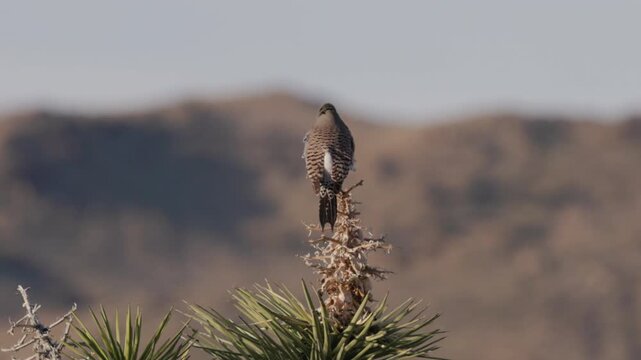 a rear view of a gilded flicker perched in a tree and looking around on a spring morning at joshua tree national park in california, usa
