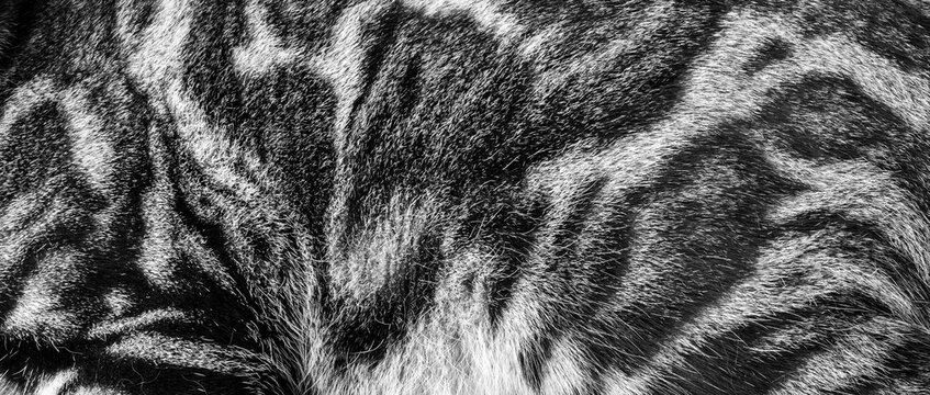 The texture is cat fur with patterns black and white photo