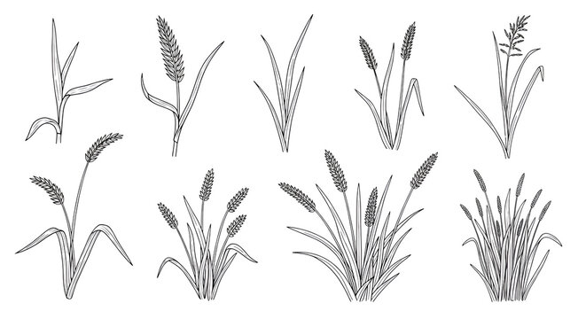 Cattail plant collection isolated on transparent background black and white illustration