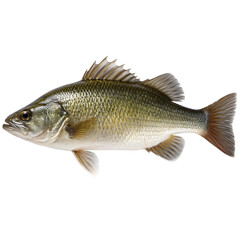 Fototapeta premium Fresh Fish Isolated on White Background 
