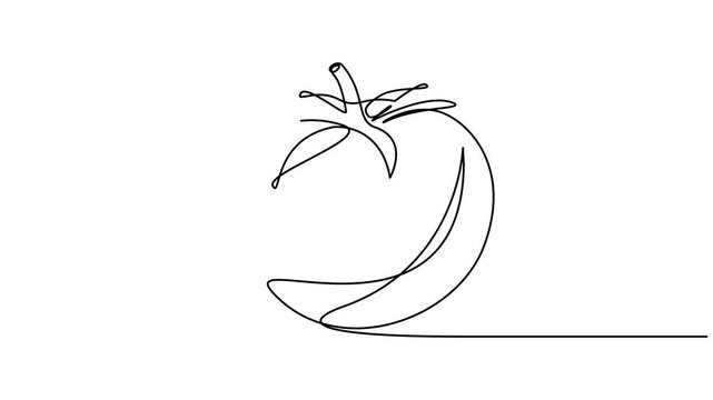 Animated self drawing of continuous line draw tomato, One continuous self drawing line animation, footage 4k animation