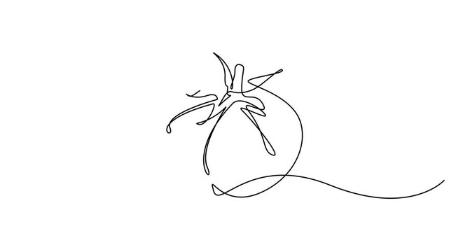 Animated self drawing of continuous line draw tomato, One continuous self drawing line animation, footage 4k animation