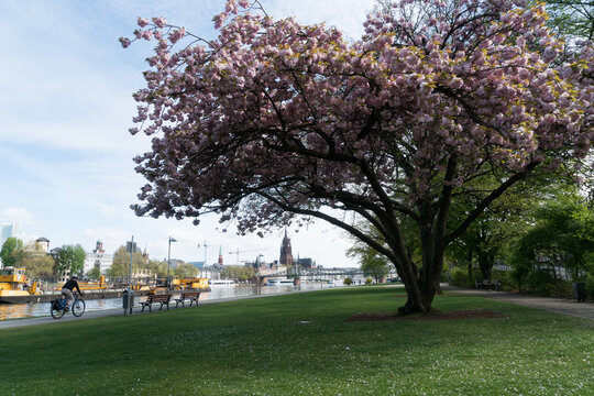 Frankfurt am Main, Germany - 11 April 2017: View of vibrant pink cherry blossoms framing the tranquil Main River with yellow boats and a distant city skyline under a clear sky.
