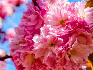 Obraz premium Close up of pink cherry blossoms on tree branches under bright blue sky in spring season
