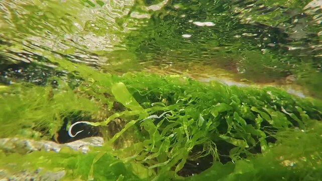 Bottom view of Sea lettuce, Ulva lactuca and green algae Cladophora developing in the water current in the coastal zone, reflected in the water surface, close-up, slow motion, natural background