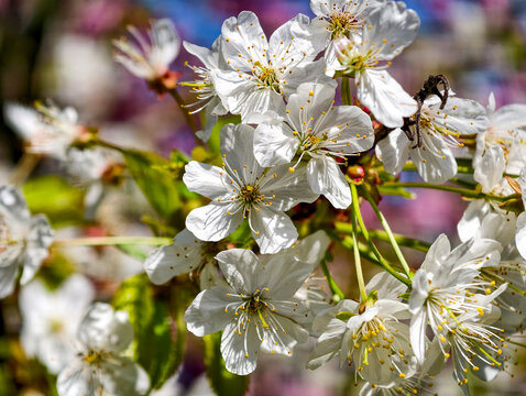 Blooming white flowers with hints of purple in the background during springtime in a garden