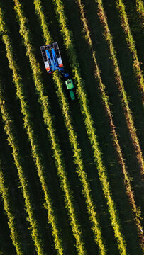 Aerial view of vibrant green and golden grapevines stretching in rhythmic patterns, a tractor harvesting through the rich soil, Correggio, Emilia-Romagna, Italy.