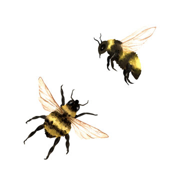 Watercolor insects flying bumblebees, top and profile views. Hand drawn illustration isolated on white background, clip art set. For educational projects, honey packaging and botanical design