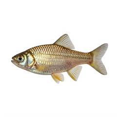 Fototapeta premium Golden fish swimming left isolated on transparent background